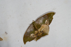 Timandromorpha discolor