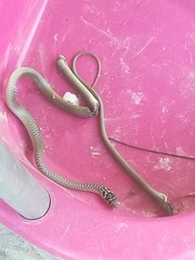 Hierophis