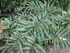 Leptochilus ellipticus