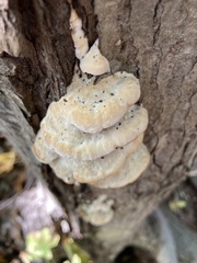 Rigidoporus populinus