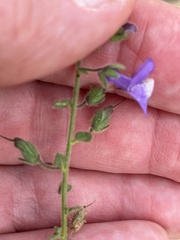 Sairocarpus nuttallianus