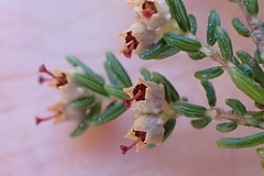 Erica hispidula
