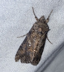 Trichoplusia ni