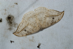 Drepana pallida nigromaculata