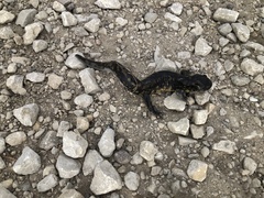 Ambystoma tigrinum