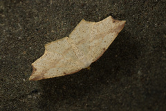 Pareclipsis serrulata