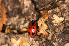 Endomychus coccineus