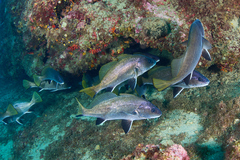 Sciaena umbra