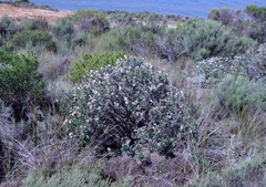 Lobostemon fruticosus