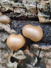 Lycogala flavofuscum