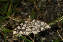 Alcis maculata