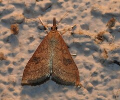 Udea profundalis