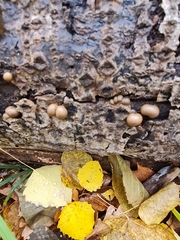 Lycogala flavofuscum