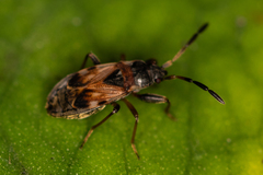 Scolopostethus