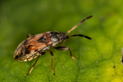 Scolopostethus
