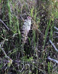 Lachenalia contaminata