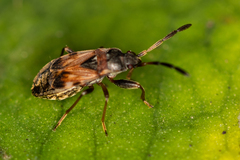 Scolopostethus