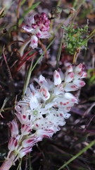 Lachenalia contaminata