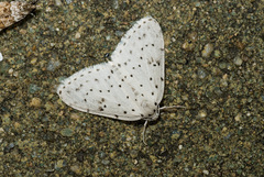 Naxidia punctata