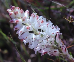 Lachenalia contaminata