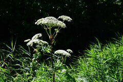 Heracleum mantegazzianum
