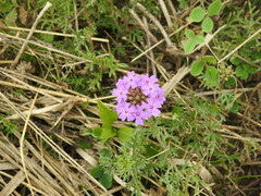 Glandularia tenera