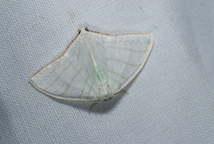 Ditrigona triangularia