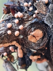 Nectria cinnabarina