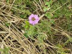 Glandularia tenera