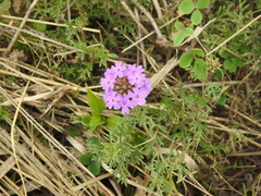 Glandularia tenera