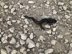 Ambystoma tigrinum