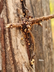 Nectria cinnabarina