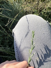 Lythrum californicum