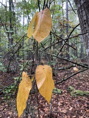 Gonolobus suberosus