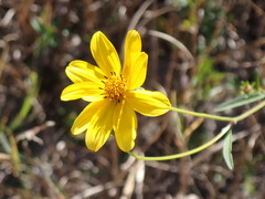 Bidens mitis