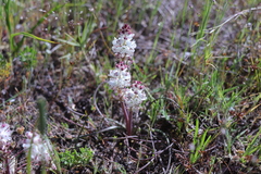 Lachenalia contaminata