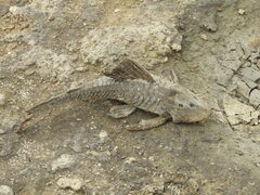 Hypostomus