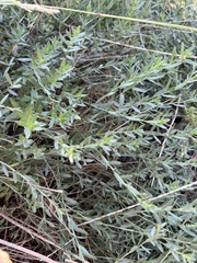 Lythrum californicum