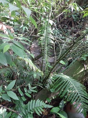 Neoblechnum brasiliense