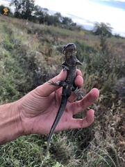 Ambystoma tigrinum