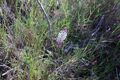 Lachenalia contaminata