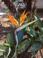 Strelitzia