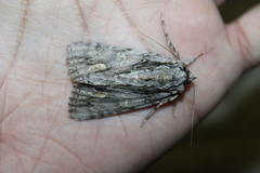 Catocala coccinata