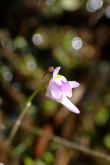 Utricularia minutissima