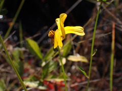 Bidens mitis