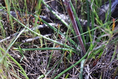 Lachenalia contaminata