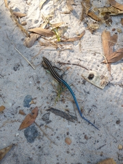 Plestiodon