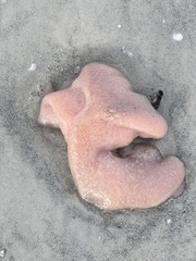 Aplidium stellatum