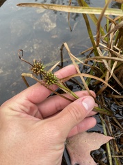 Sparganium emersum