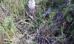 Lachenalia contaminata